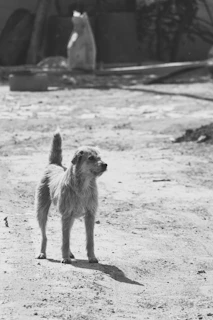A dusty street corner with a discarded packet of diskut biscuits beside a resting street dog.