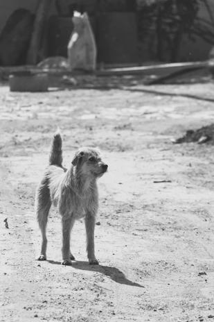 A dusty street corner with a discarded packet of diskut biscuits beside a resting street dog.