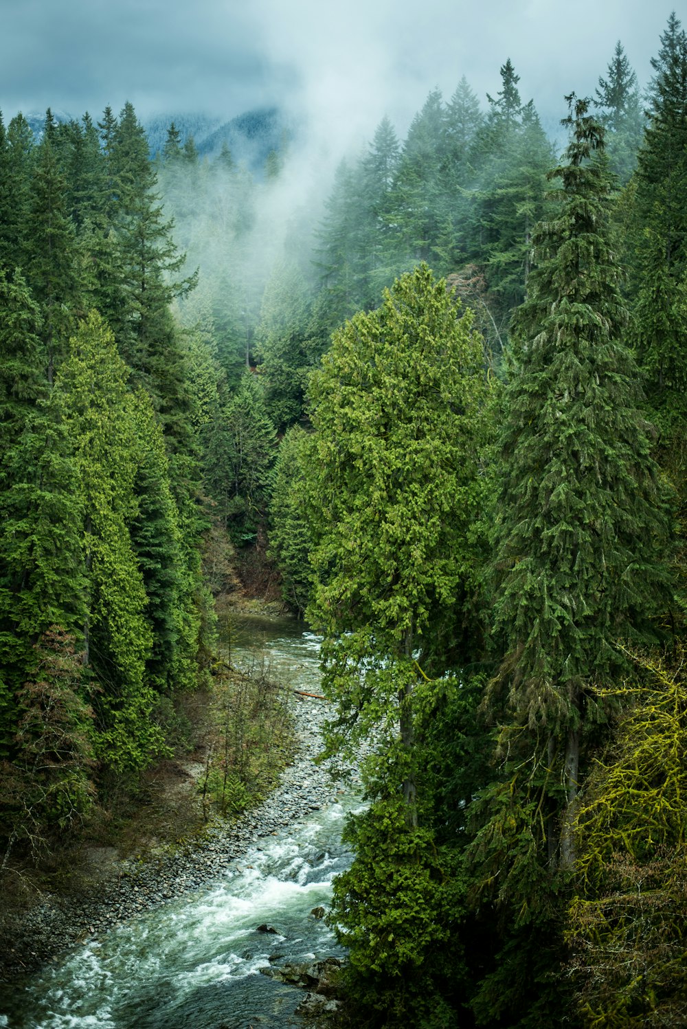 aerial photography of lake between trees