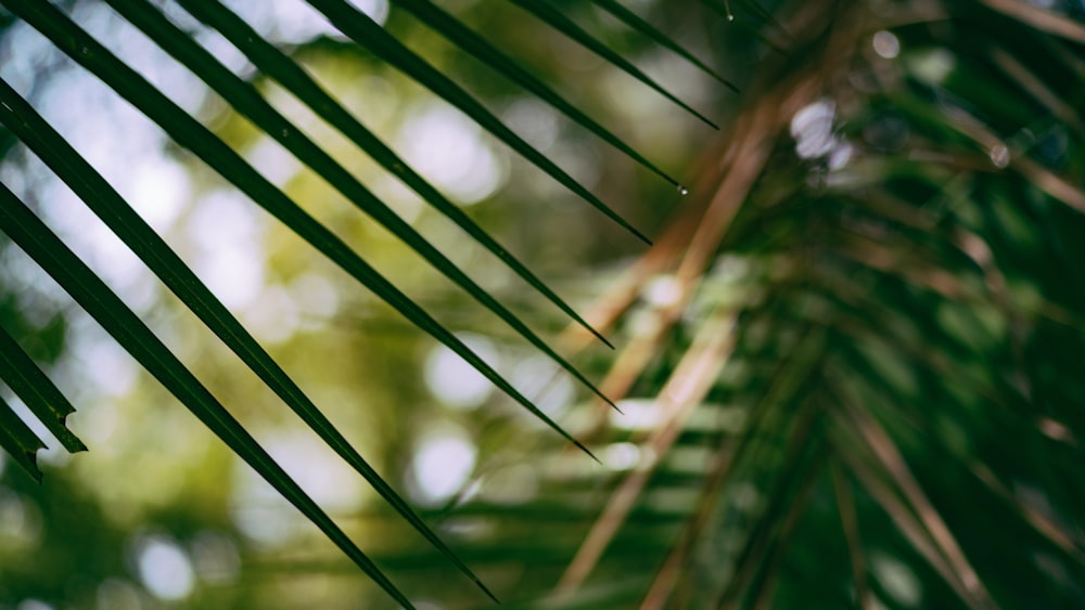 macro photography of green leaf plant