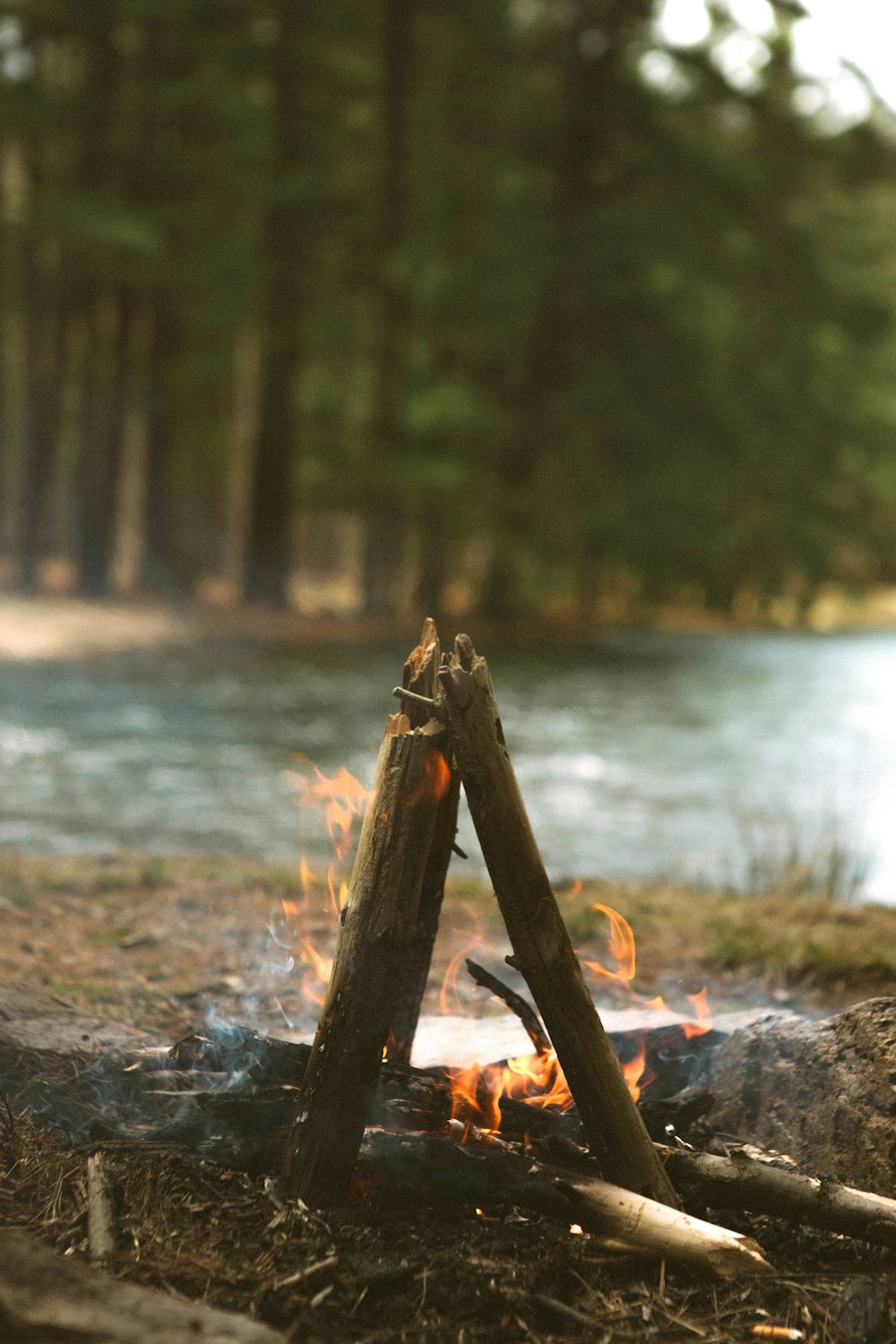 bonfire burning near body of water in a forest