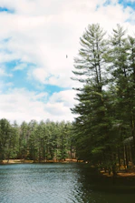 A serene forest scene with a hawk soaring above the treetops.