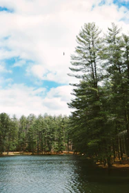 A serene forest scene with a hawk soaring above the treetops.