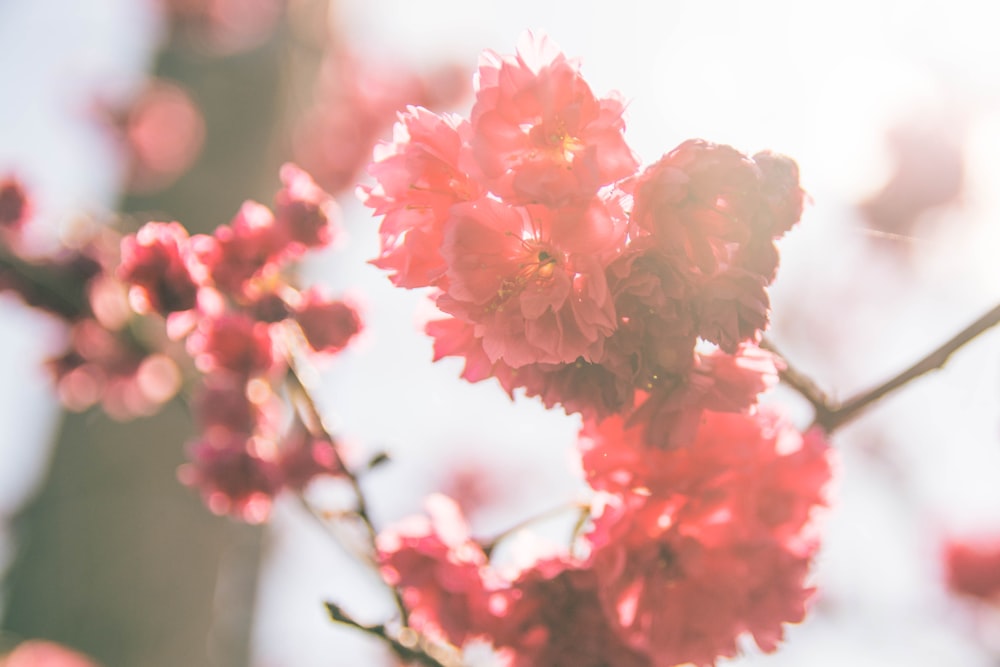 closeup photo of red petaled flower