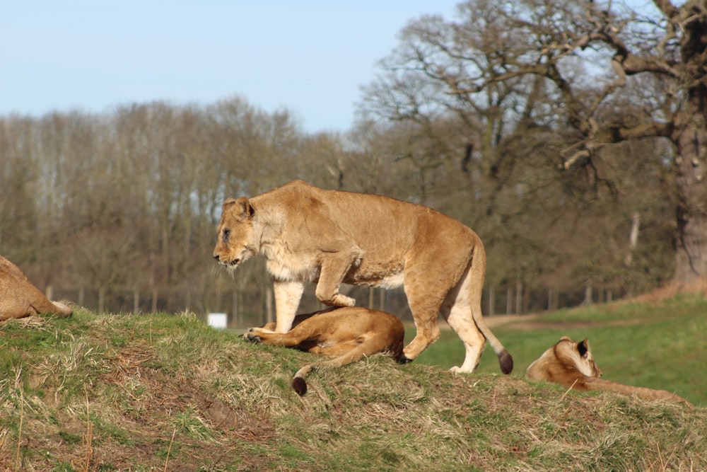 lioness with cub on hill during daytime