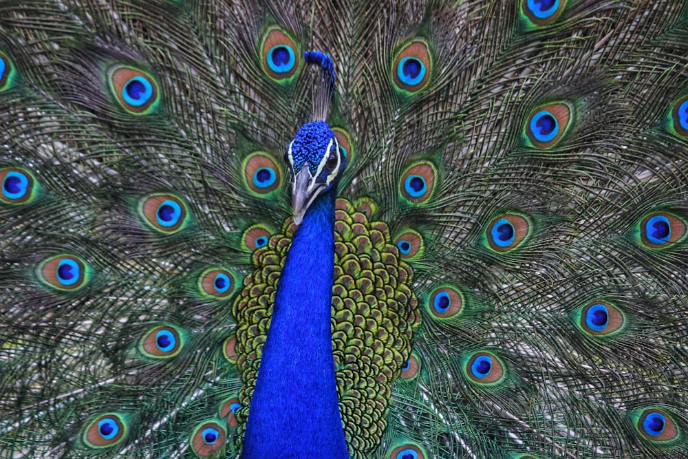 peacock spreading wings