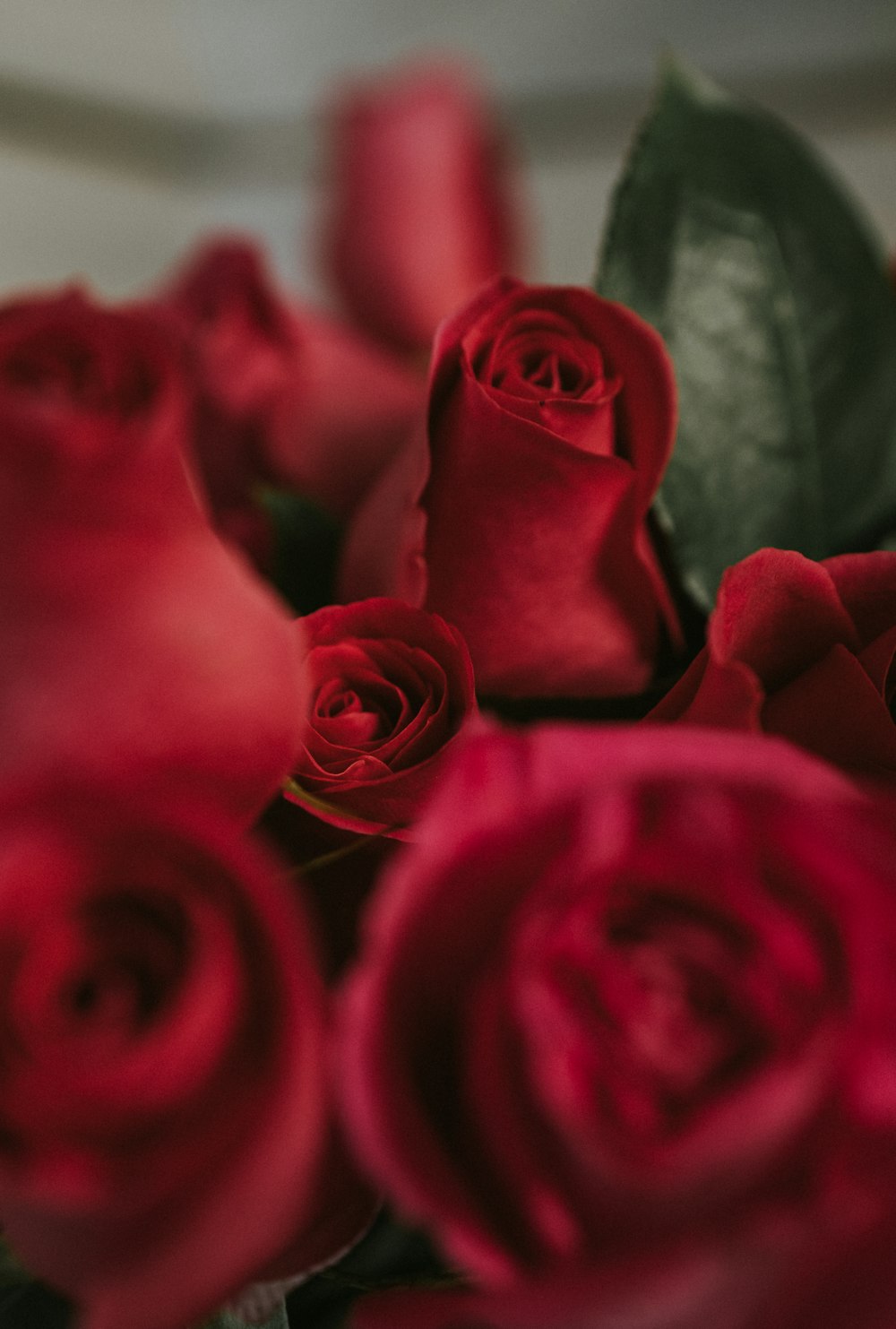 closeup photography of red roses