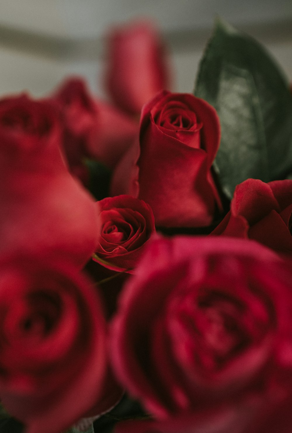 Fotografía de primer plano de rosas rojas