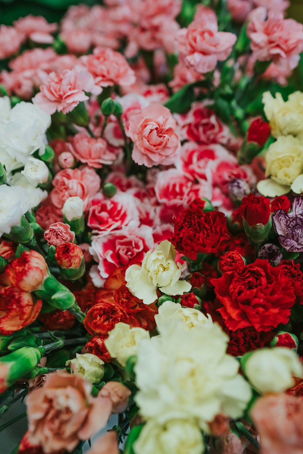 Fotografía de enfoque selectivo de flores de rosas de colores variados