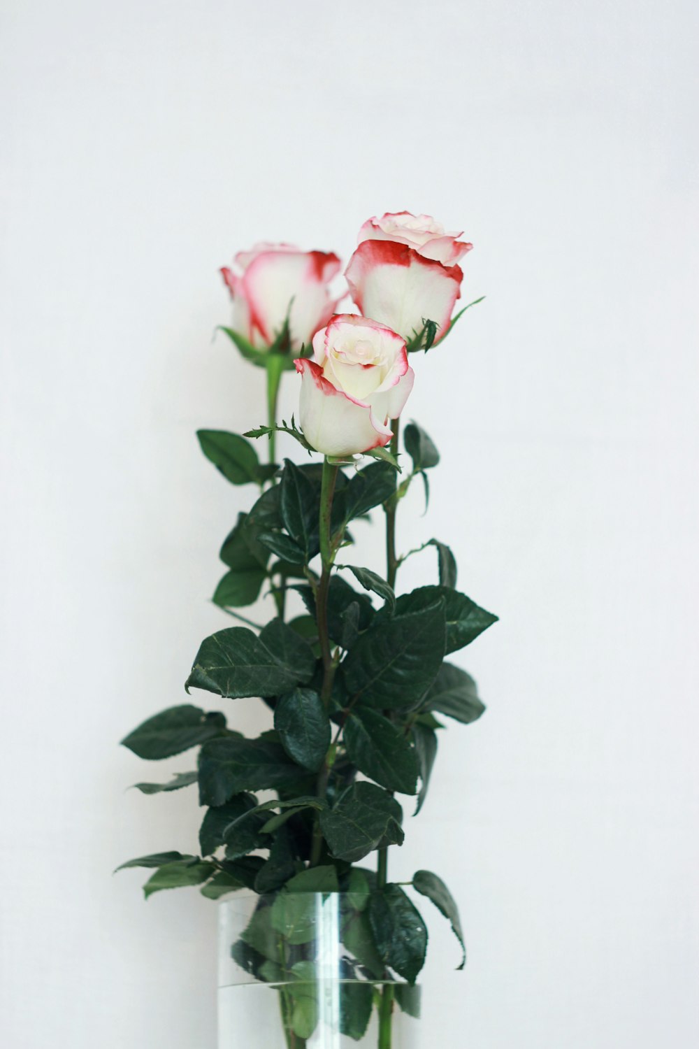 white-and-red roses