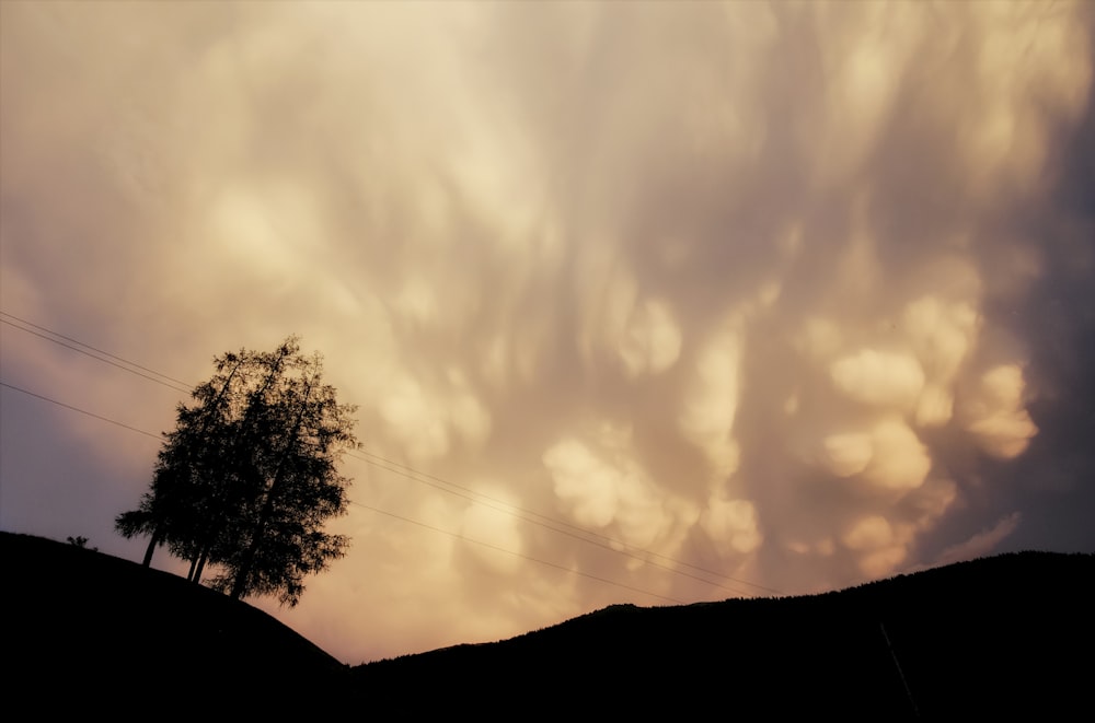 silhouette of tree under cloudy sky