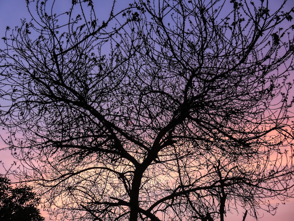 low-angle photo of leafless tree at golden hour