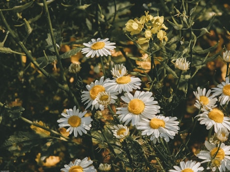 A vibrant outdoor scene showcasing daisy's range apparel in nature.