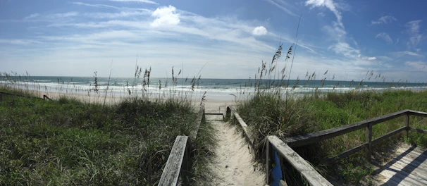 A serene beach path lined with tall grasses swaying in the ocean breeze.