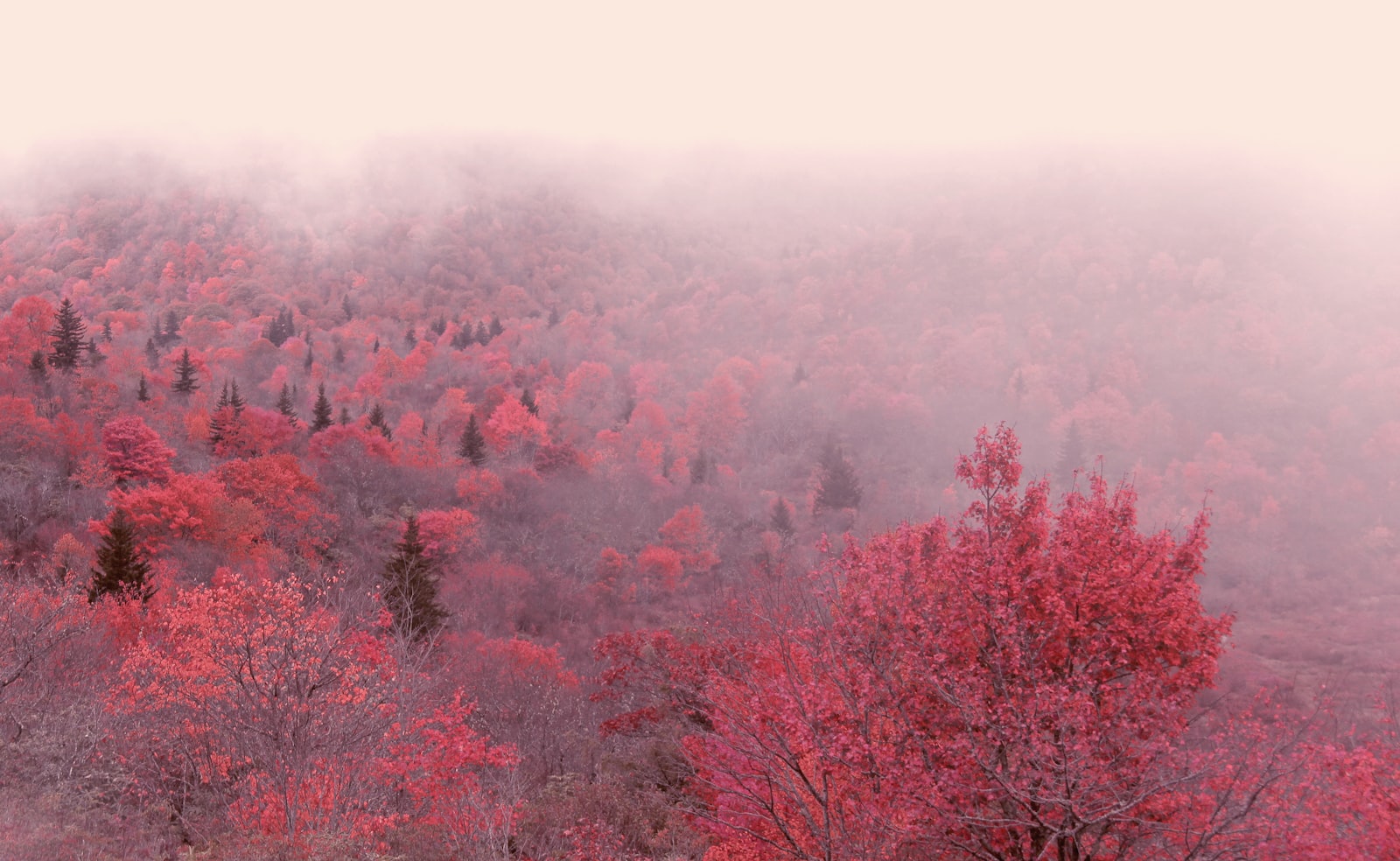 Canon EOS 600D (Rebel EOS T3i / EOS Kiss X5) + Canon EF-S 18-200mm F3.5-5.6 IS sample photo. Foggy red leafed trees photography