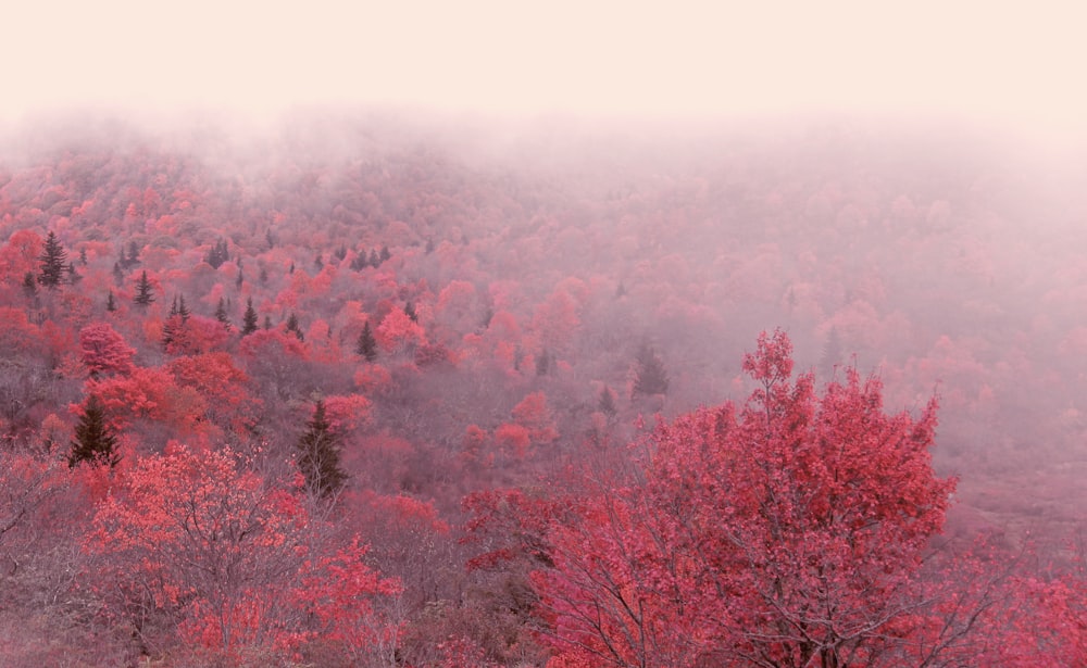 foggy red leafed trees