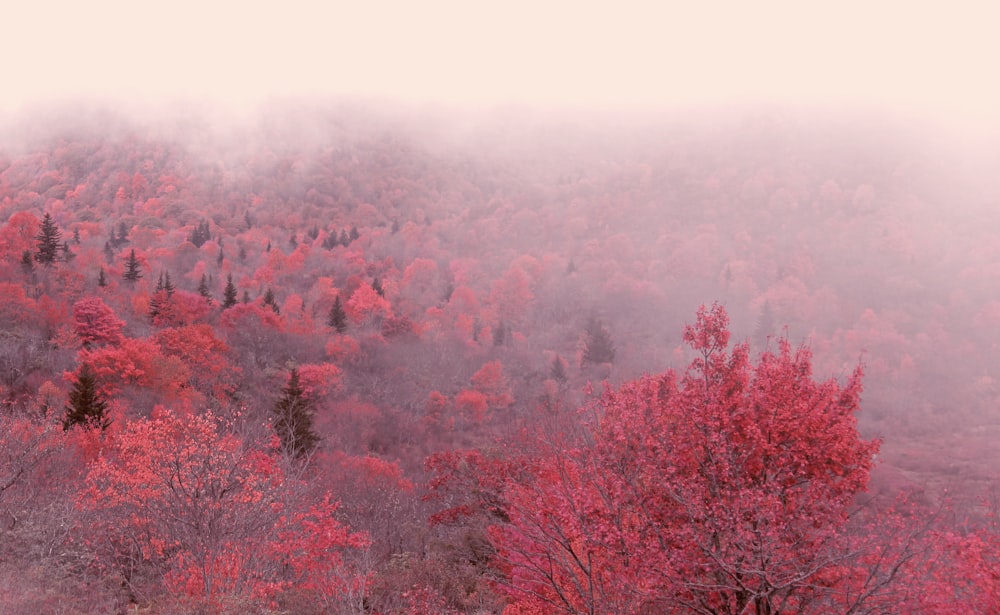 alberi dalle foglie rosse nebbiose