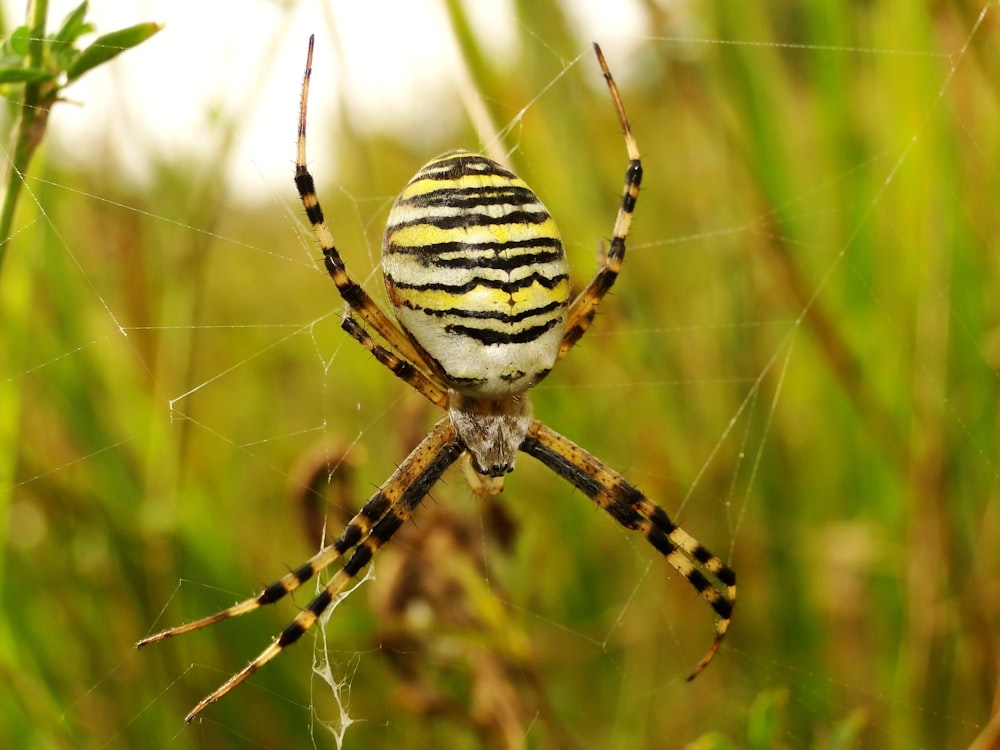 white and yellow spider making web