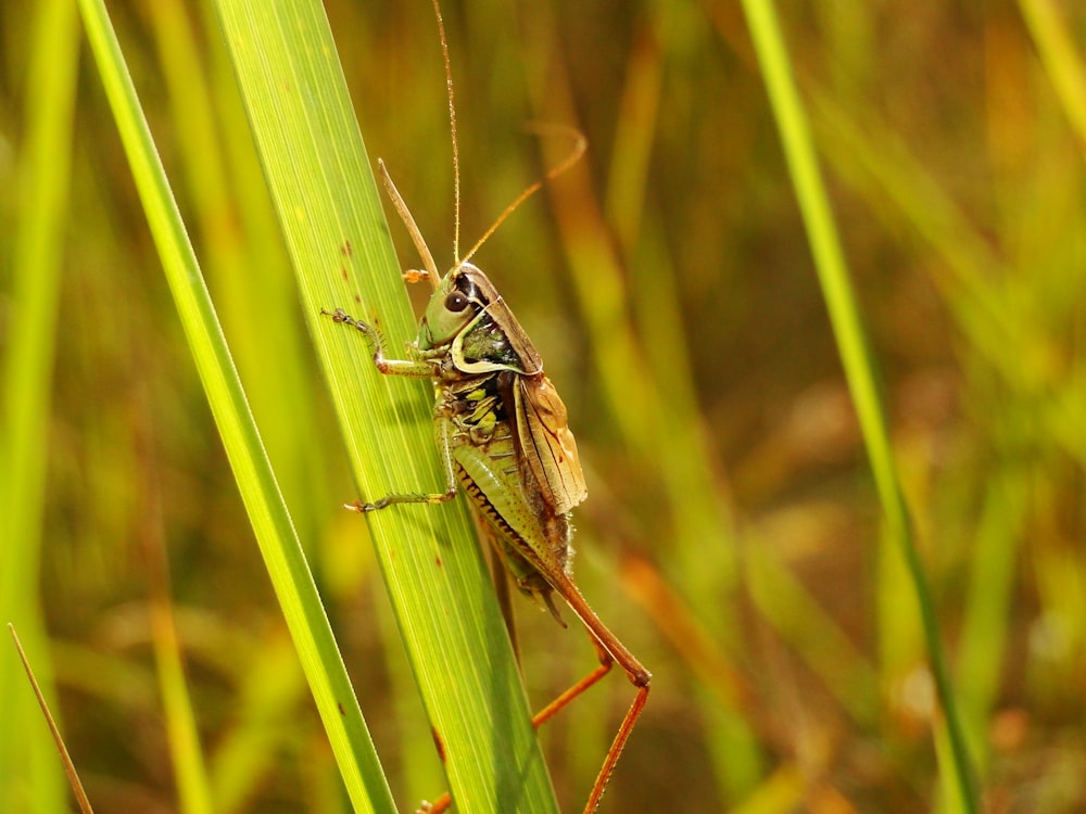 brown grasshooper perched on green leaf at daytime