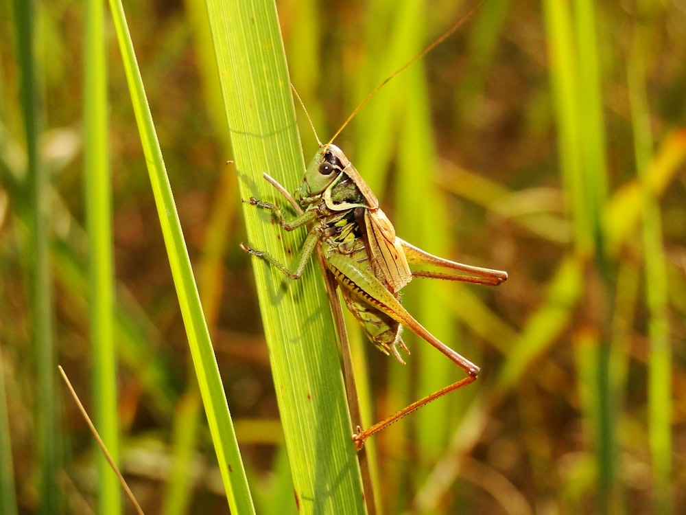 brown and green grasshopper on green in selective focus photography during daytime