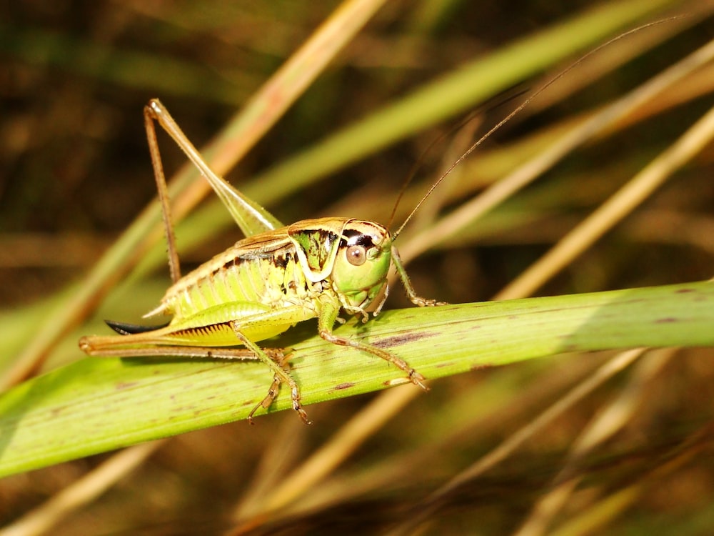 Fotografía de enfoque selectivo de saltamontes verde en hoja