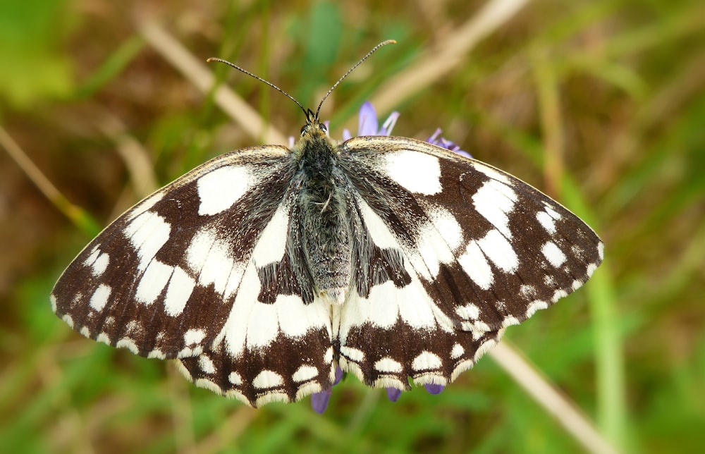 brown and white butterfly