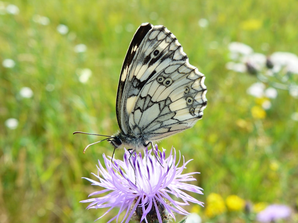 white and gray butterfly on purple flower