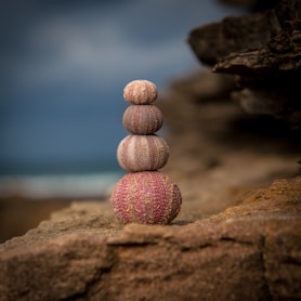 pink cactus