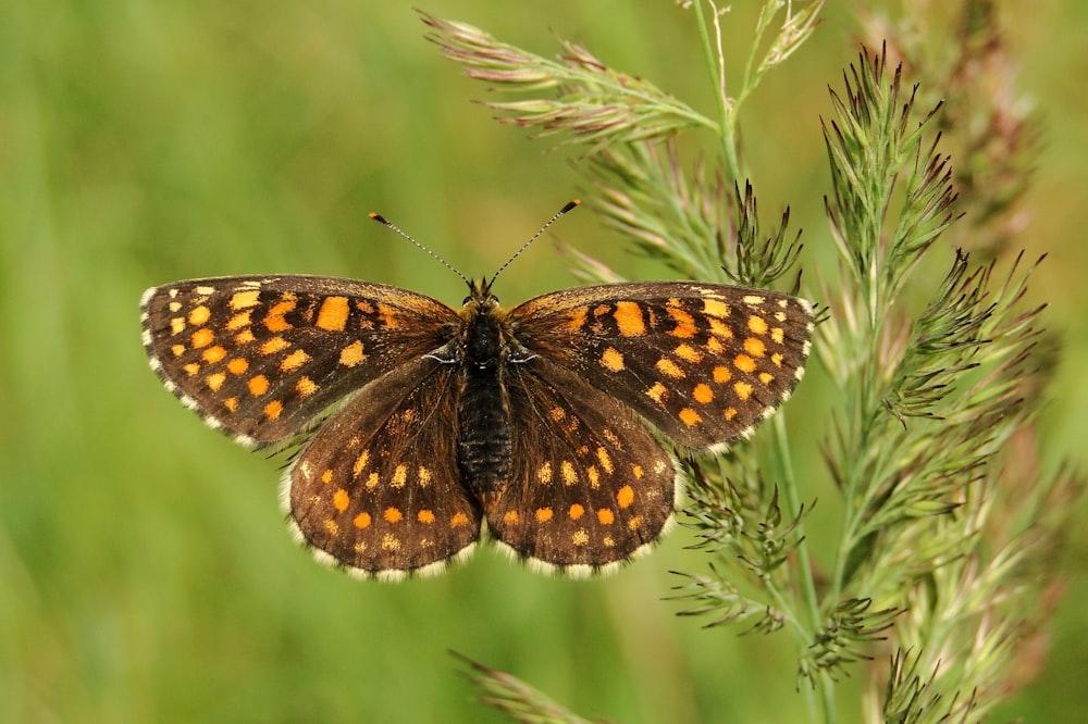 brown and yellow butterfly