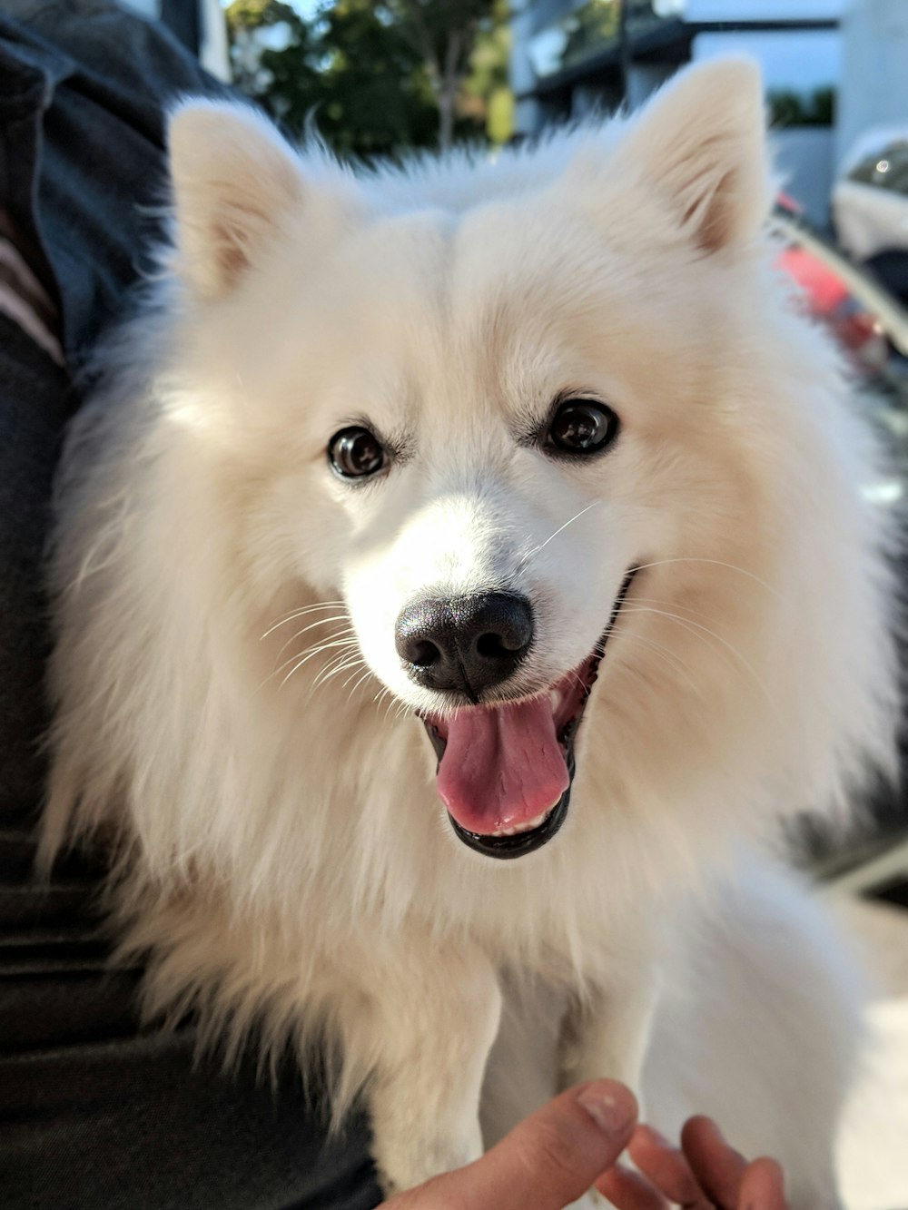 long-coated white dog