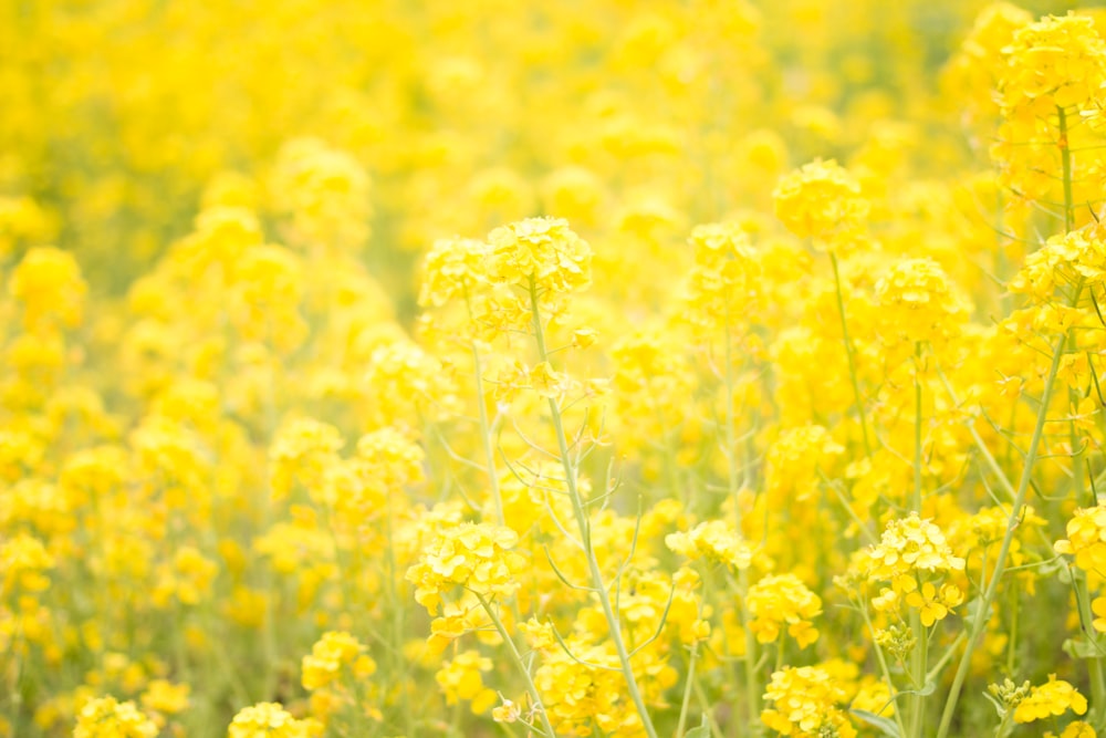 yellow flower garden
