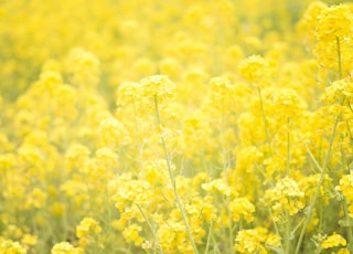 yellow flower garden