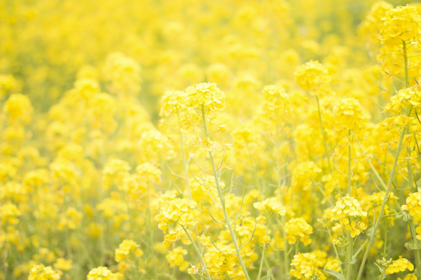 ZEISS Distagon T* 35mm F2 sample photo. Yellow flower garden photography