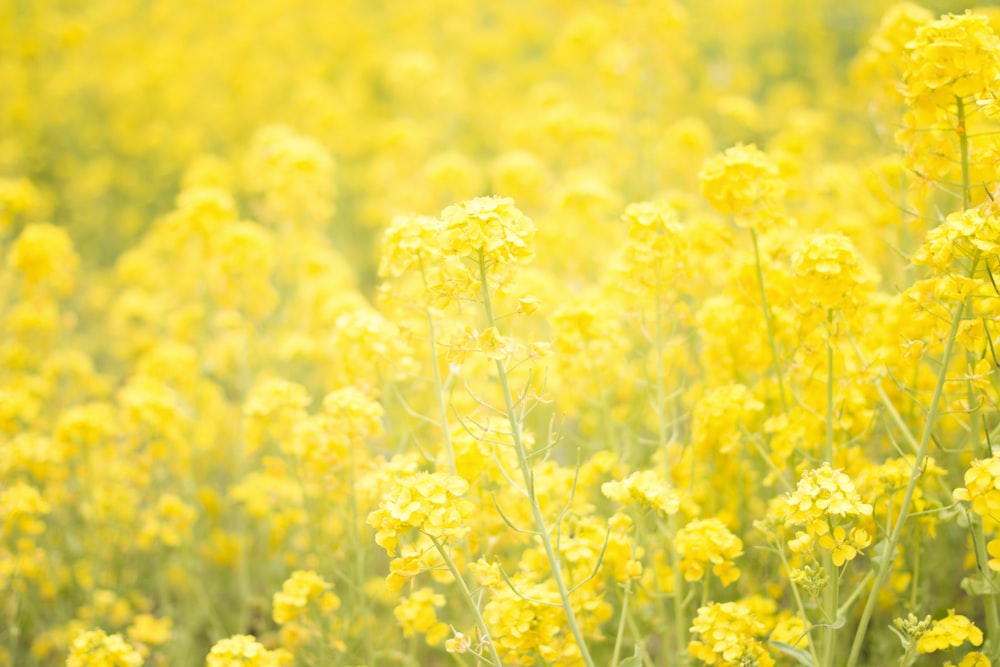 黄色い花畑