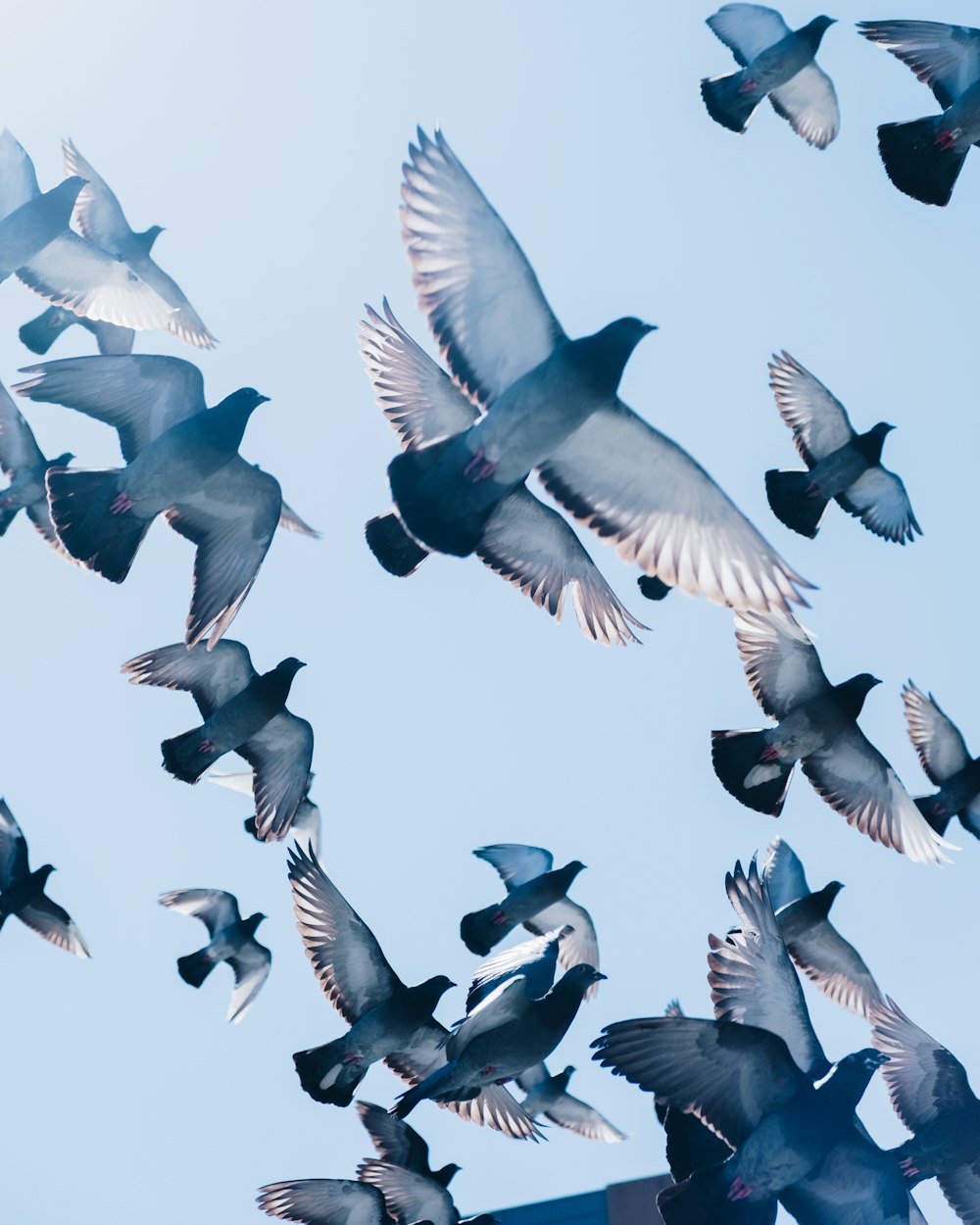 gray pigeons flying under blue sky