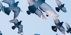 gray pigeons flying under blue sky