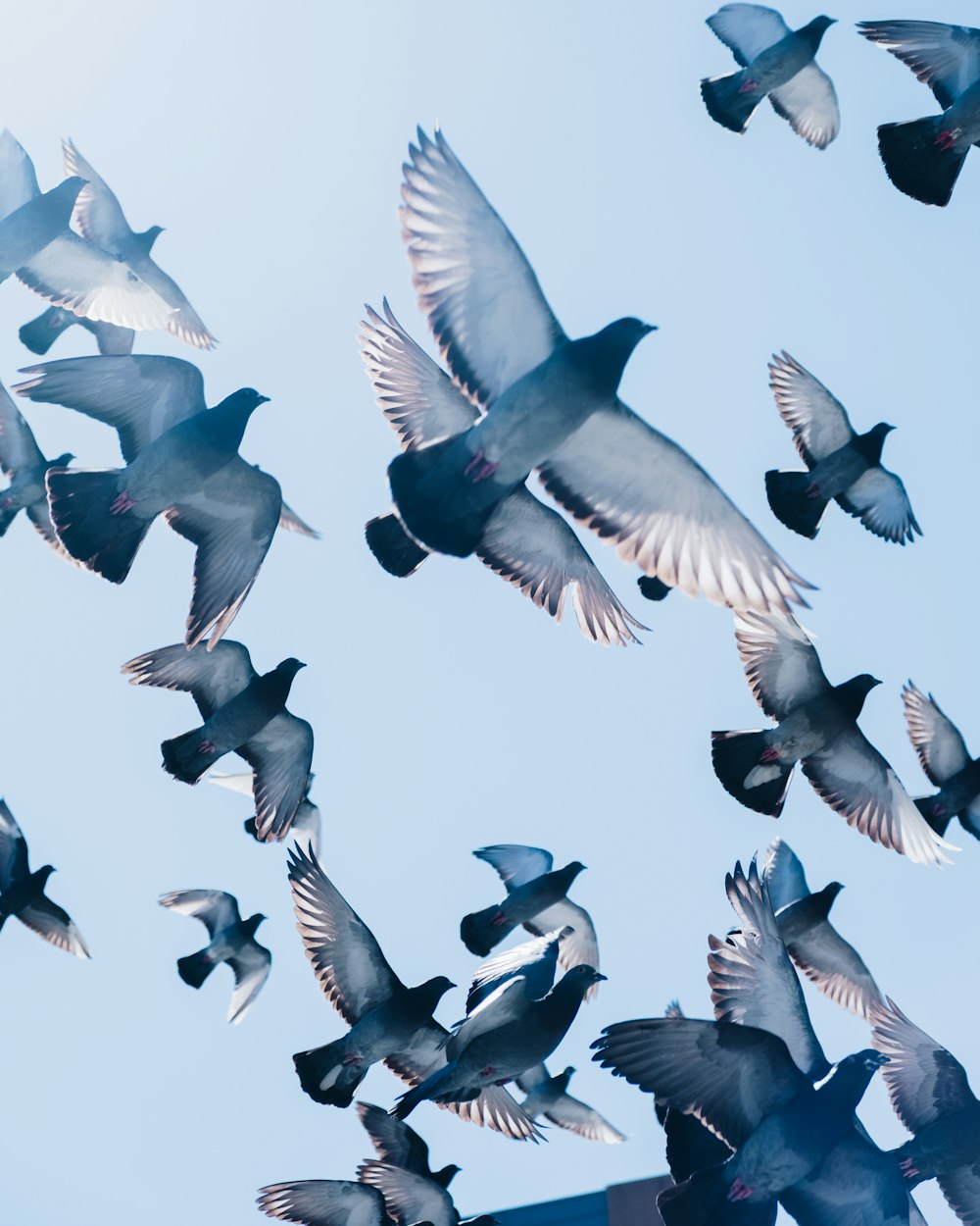 푸른 하늘 아래 날아가는 회색 비둘기