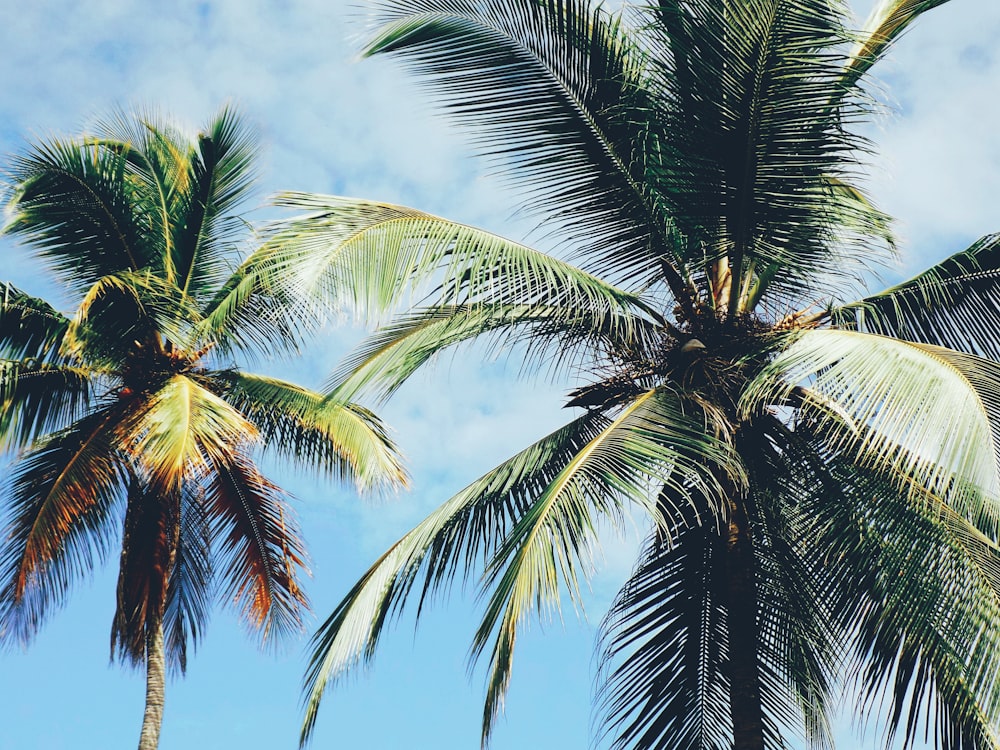 low angle photography of two palm trees