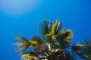 Palmier Tropical