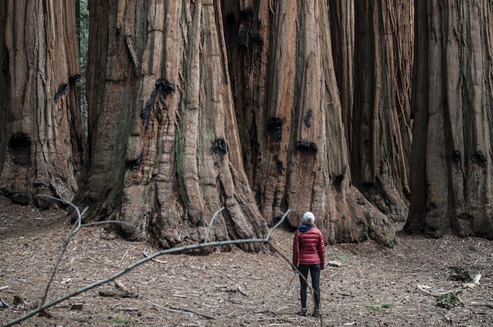 person standing in front of tree