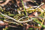 Close-up of a red ant carrying a leaf across a bright green background.