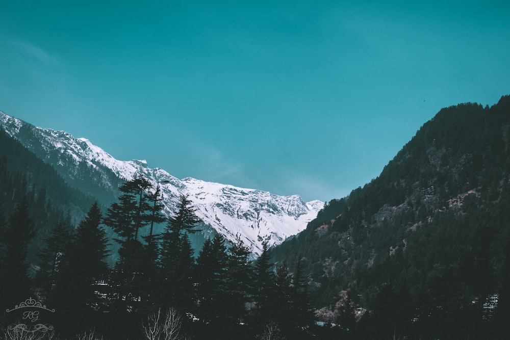 snow-covered mountains and forest during daytime