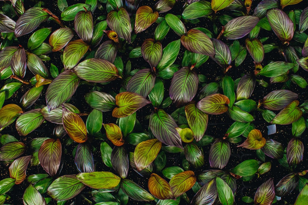 flat lay photography of green leaf plant