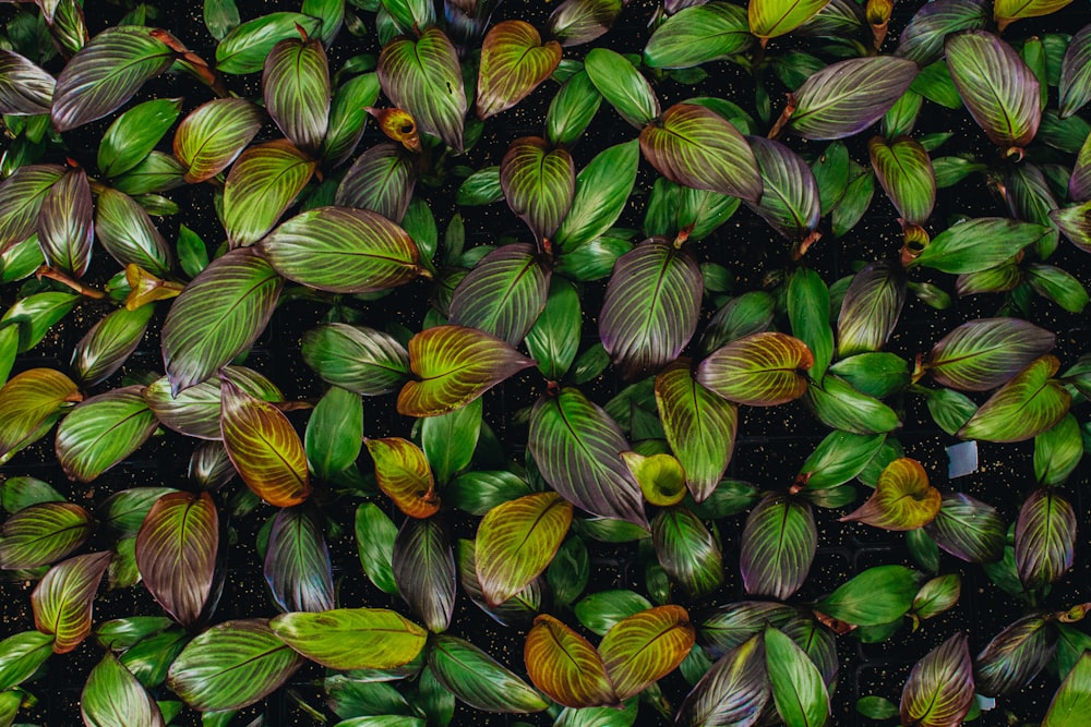 緑の葉植物のフラットレイ写真