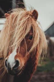 A candid backstage photo showing playful interaction between two ponstars.