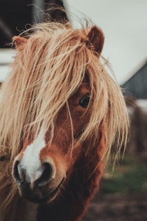 A candid backstage photo showing playful interaction between two ponstars.