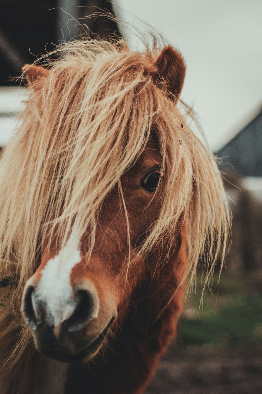 brown horse closeup photograpy