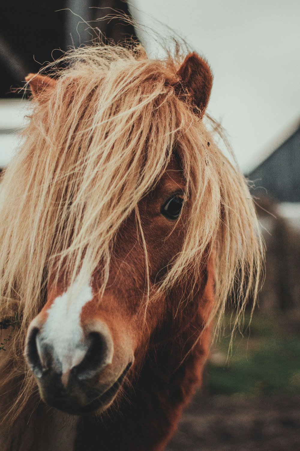 Petit poney photo stock. Image du ferme, calme, cheval - 8051664