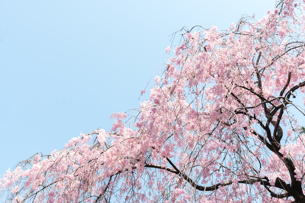 low angle of pink leaf tree