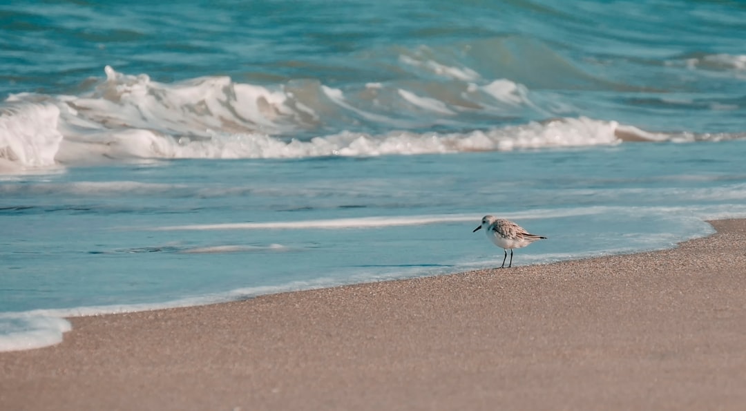 photo of Melbourne Beach near Brevard Zoo